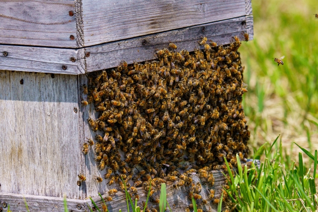養蜂を副業にして稼ぐ方法！トラブルや養蜂箱の作り方も解説